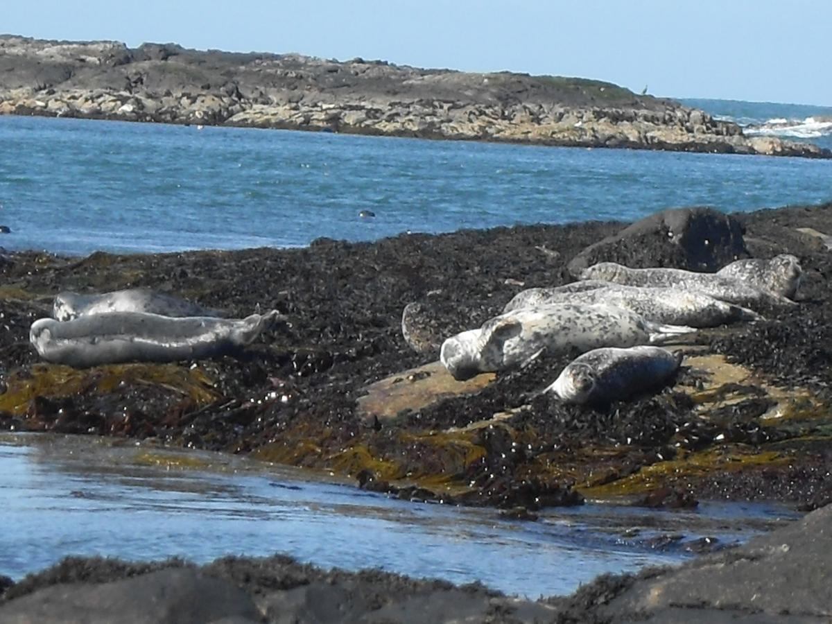 Burnside Lodge Portnahaven Dış mekan fotoğraf